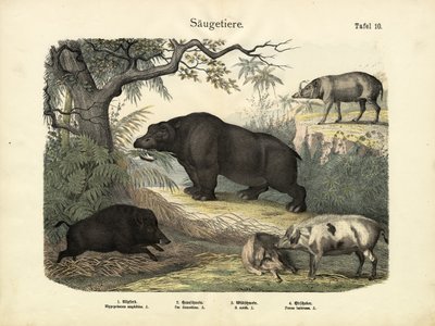 Mammals by German School